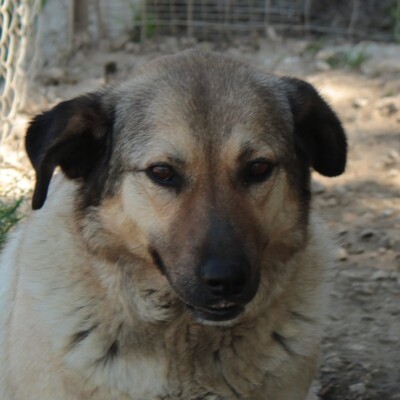Millie - ein wundervolles sehr sensibles Wesen, Griechischer Schäferhund-Mischling - Hündin