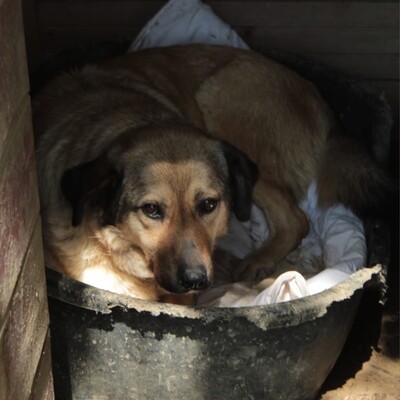 Millie - ein wundervolles sehr sensibles Wesen, Griechischer Schäferhund-Mischling - Hündin