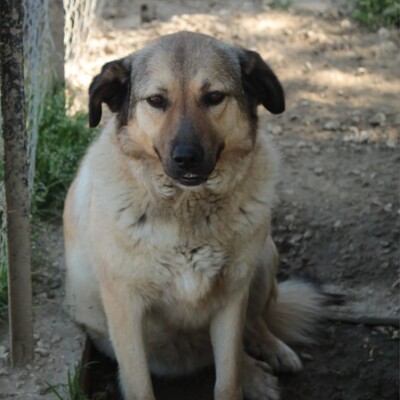 Millie - ein wundervolles sehr sensibles Wesen, Griechischer Schäferhund-Mischling - Hündin