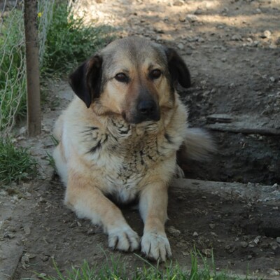 Millie - ein wundervolles sehr sensibles Wesen, Griechischer Schäferhund-Mischling - Hündin