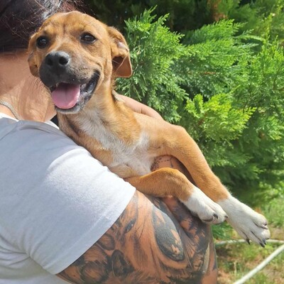 🥰Millie kleine Welpin ist eine ideale Begleiterin, sehr anhänglich, großzügig, sanft und brav🌺, Mischlingswelpin - Hündin