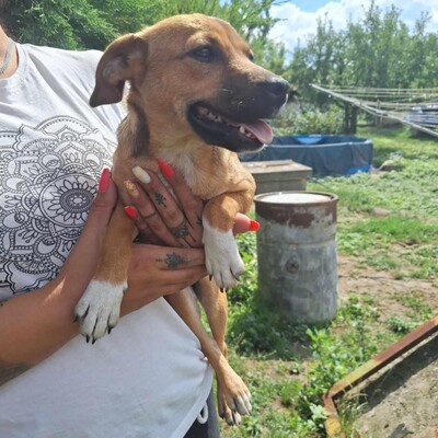 🥰Millie kleine Welpin ist eine ideale Begleiterin, sehr anhänglich, großzügig, sanft und brav🌺, Mischlingswelpin - Hündin