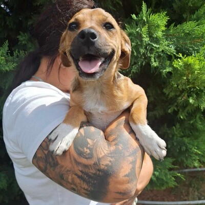 🥰Millie kleine Welpin ist eine ideale Begleiterin, sehr anhänglich, großzügig, sanft und brav🌺, Mischlingswelpin - Hündin