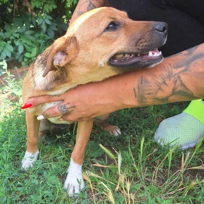🥰Millie kleine Welpin ist eine ideale Begleiterin, sehr anhänglich, großzügig, sanft und brav🌺, Mischlingswelpin - Hündin