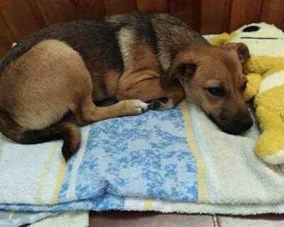 🥰Millie kleine Welpin ist eine ideale Begleiterin, sehr anhänglich, großzügig, sanft und brav🌺, Mischlingswelpin - Hündin