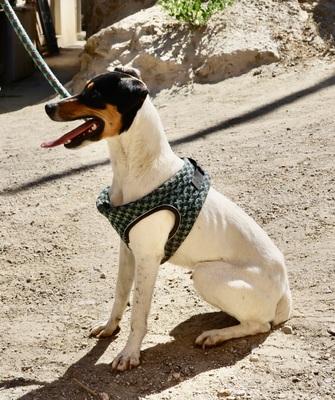 Milo, Bodeguero Andaluz - Rüde