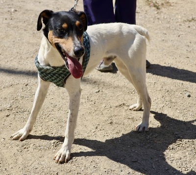 Milo, Bodeguero Andaluz - Rüde