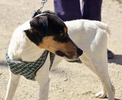 Milo, Bodeguero Andaluz - Rüde