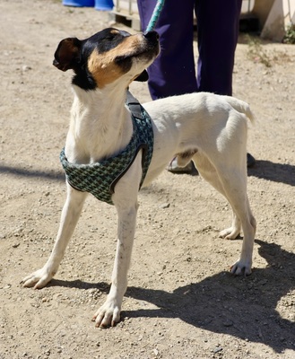 Milo, Bodeguero Andaluz - Rüde