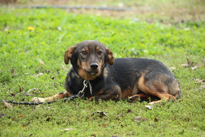 Milo, Mischling - Rüde