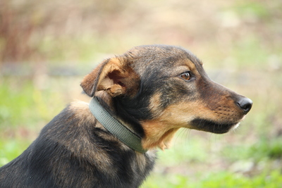 Milo, Mischling - Rüde