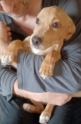 Milo, Mischling - Rüde