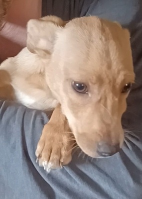 Milo, Mischling - Rüde