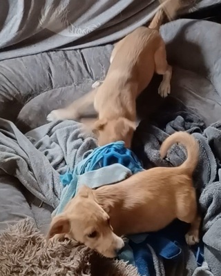 Milo, Mischling - Rüde
