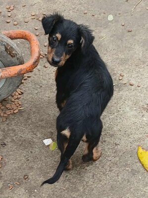 Milo, Mix Welpen - Rüde