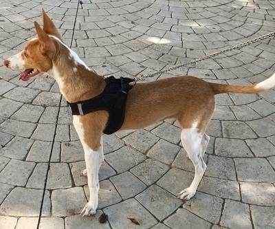 Milo