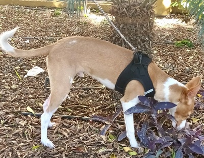 Milo, Podenco Andaluz - Mix - Rüde
