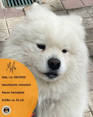 Milo, Samojede - Rüde