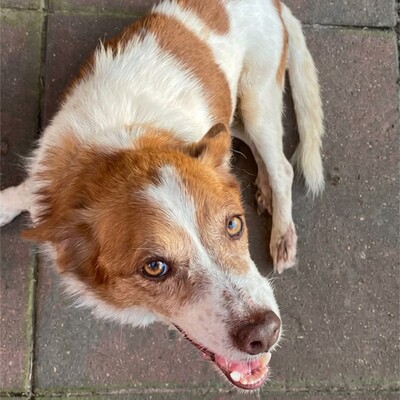 Milo - ein absoluter Herzenshund 💕