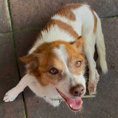 Milo - ein absoluter Herzenshund 💕, Mischling - Rüde
