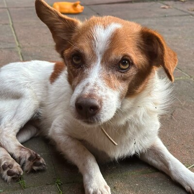 Milo - ein absoluter Herzenshund 💕, Mischling - Rüde