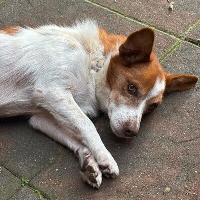 Milo - ein absoluter Herzenshund 💕, Mischling - Rüde
