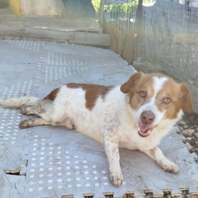 Milo - ein absoluter Herzenshund 💕, Mischling Welpen - Rüde