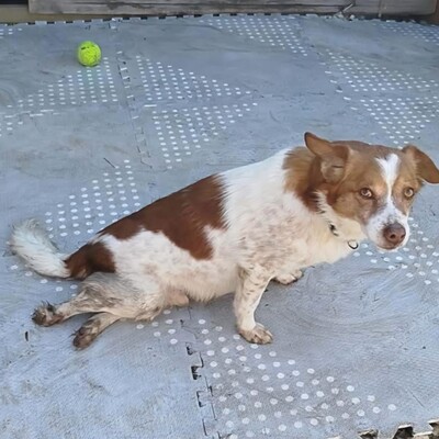 Milo - ein absoluter Herzenshund 💕, Mischling Welpen - Rüde