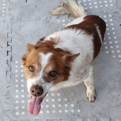 Milo - ein absoluter Herzenshund 💕, Mischling Welpen - Rüde