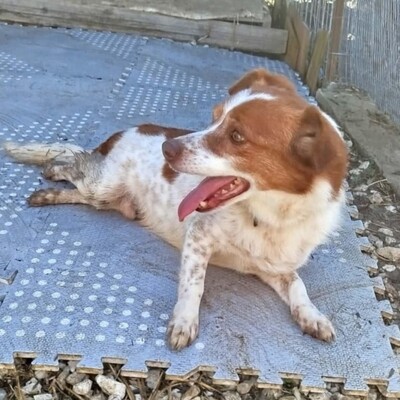 Milo - ein absoluter Herzenshund 💕, Mischling Welpen - Rüde