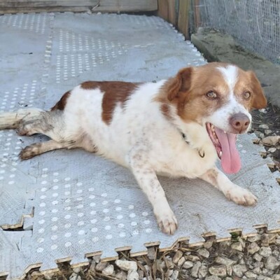 Milo - ein absoluter Herzenshund 💕, Mischling Welpen - Rüde