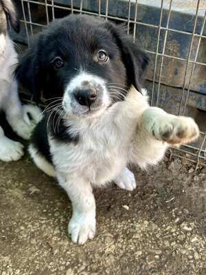Milo, unser Moppelchen sucht seine Menschen