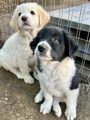 Milo, unser Moppelchen sucht seine Menschen, Mischling Welpen - Rüde