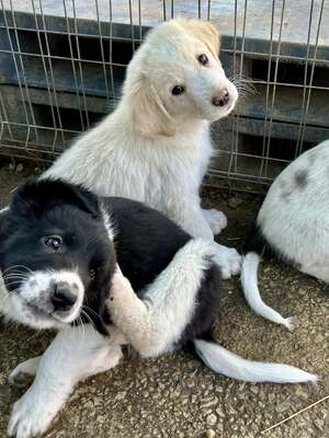 Milo, unser Moppelchen sucht seine Menschen, Mischling Welpen - Rüde