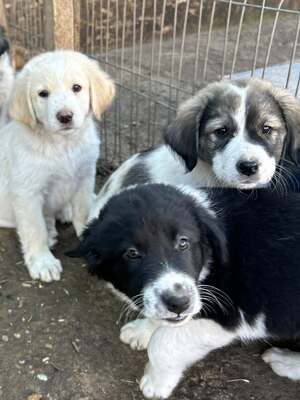 Milo, unser Moppelchen sucht seine Menschen, Mischling Welpen - Rüde