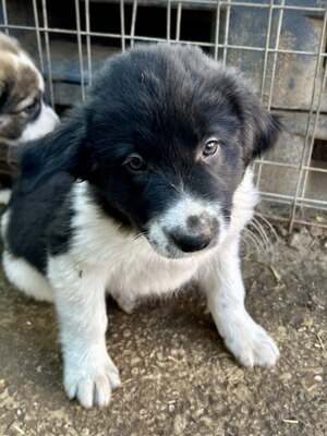 Milo, unser Moppelchen sucht seine Menschen, Mischling Welpen - Rüde