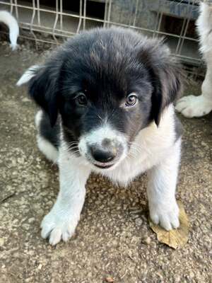 Milo, unser Moppelchen sucht seine Menschen, Mischling Welpen - Rüde