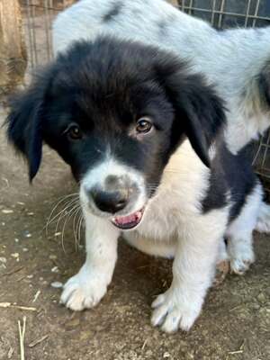 Milo, unser Moppelchen sucht seine Menschen, Mischling Welpen - Rüde