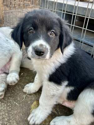 Milo, unser Moppelchen sucht seine Menschen, Mischling Welpen - Rüde