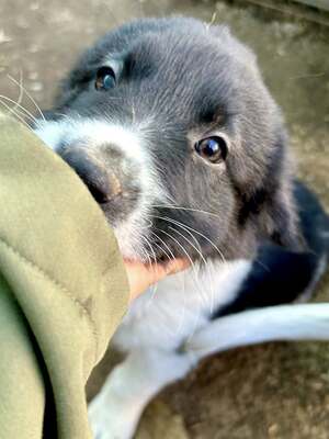 Milo, unser Moppelchen sucht seine Menschen, Mischling Welpen - Rüde
