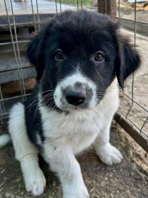 Milo, unser Moppelchen sucht seine Menschen, Mischling Welpen - Rüde