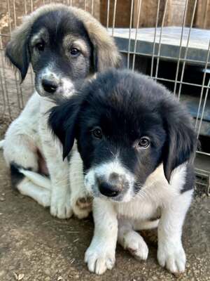 Milo, unser Moppelchen sucht seine Menschen, Mischling Welpen - Rüde