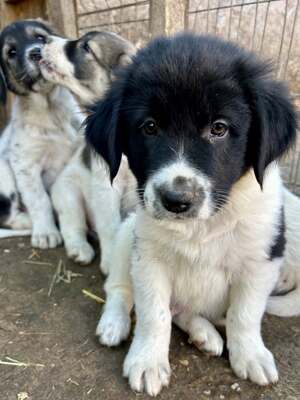 Milo, unser Moppelchen sucht seine Menschen, Mischling Welpen - Rüde
