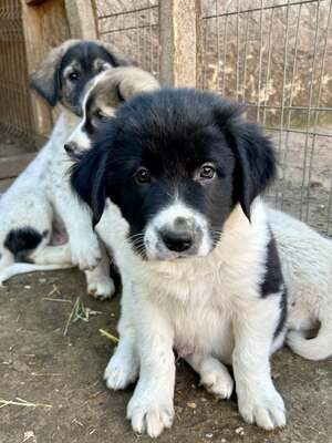 Milo, unser Moppelchen sucht seine Menschen, Mischling Welpen - Rüde