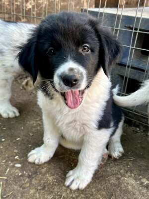 Milo, unser Moppelchen sucht seine Menschen, Mischling Welpen - Rüde