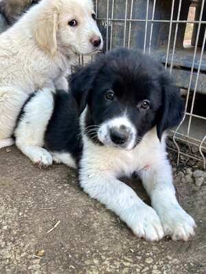 Milo, unser Moppelchen sucht seine Menschen, Mischling Welpen - Rüde