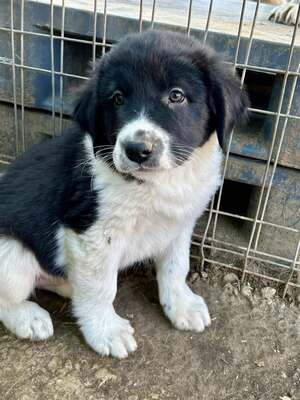 Milo, unser Moppelchen sucht seine Menschen, Mischling Welpen - Rüde