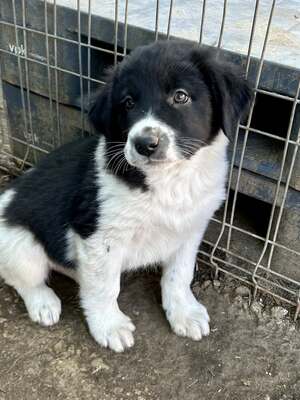 Milo, unser Moppelchen sucht seine Menschen, Mischling Welpen - Rüde