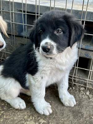 Milo, unser Moppelchen sucht seine Menschen, Mischling Welpen - Rüde