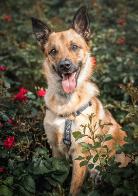 Milon - Labi-Schäfer-Mix zum Velieben, Labrador-Schäferhund - Rüde